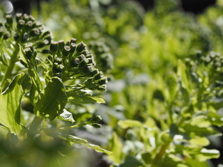 春　成長した蕗の薹