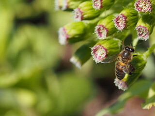春　成長した蕗の薹とミツバチ