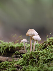 Kleine helle Pilzgruppe im Moos auf Waldboden wachsend