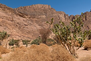 View of rocky mountains and tropical bushes Sodom apple (Calotropis procera) in Wadi Amais. Tassili n Ajjer National Park. Sahara, Algeria, Africa.
