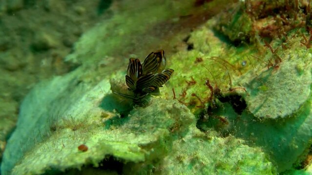 Butterfly sea slug at Romblon