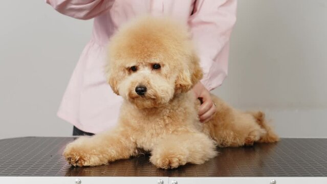 Slow motion.Cute female groomer combing the hair of a small cute maltipoo puppy. A funny little dog sits in a grooming salon or veterinary clinic. Cute poodle dog getting a haircut.