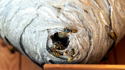 A hornet's nest with macro wasps