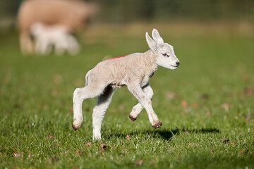 Obraz premium Cute white lamb in Spring jumps on meadow