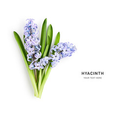 Blue hyacinth spring flowers with leaves bouquet isolated on white background.