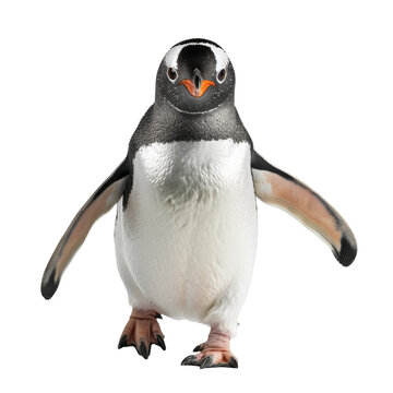 A penguin waddling on a transparent background.