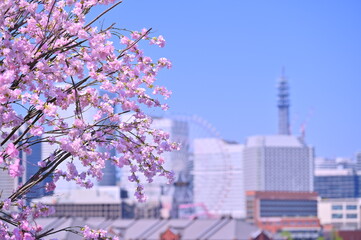 Cherry blossom or Sakura full bloom with Cityscape of Yokohama city, Skyline and office building in...