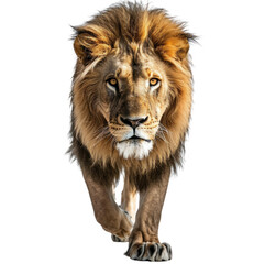 Obraz premium A majestic lion walks towards the viewer, exuding power. Transparent background.