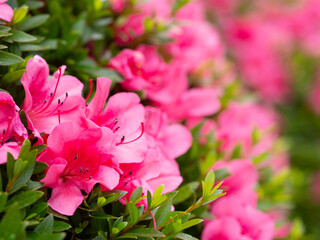 初夏を迎える歩道にさくツツジ