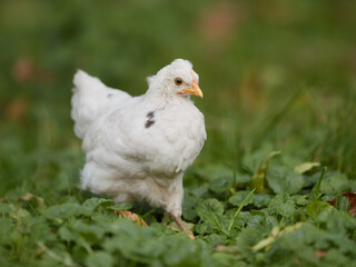 Young white chick in the grass