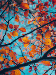 autumn leaves in the sky