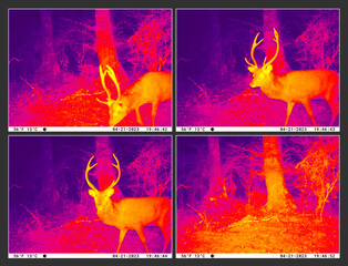 Trail cam night vision of Sika deer stag. Infrared thermal imaging, taken in New Zealand, Kaimanawa Ranges, central North Island, during the Roar season when stags are most active. - obrazy, fototapety, plakaty