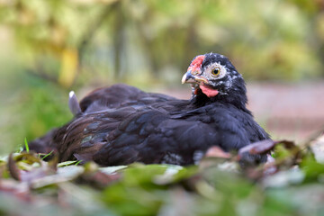 Close up of young black chick on nest outside