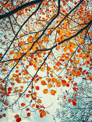 red autumn leaves