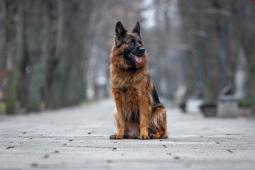 German Shepherd on a walk in the park