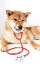 Shiba inu at the vet with a stethoscope