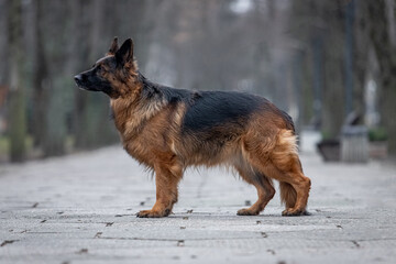 German Shepherd on a walk in the park