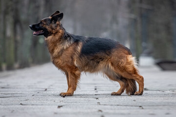 German Shepherd on a walk in the park