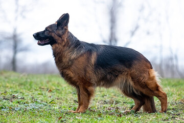 German Shepherd on a walk in the park