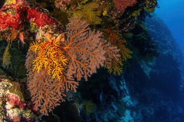 Sea fans at the reef