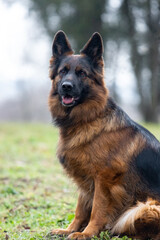 German Shepherd on a walk in the park