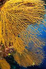 Yellow fan corals at the reef wall
