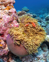 Fototapeta na wymiar An anemonefish couple in sea anemone