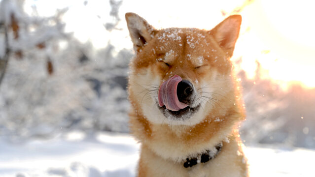 Shiba inu outdoors in winter luz