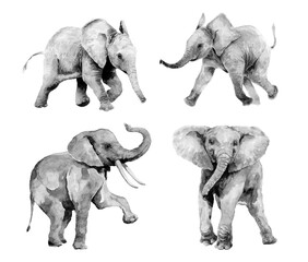 Set of black and white watercolor elephants. Monochrome drawing. White background. - 708417742