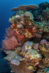 Fototapeta na wymiar Beautiful coral reef displaying a diversity of coral species 