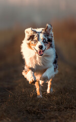 Australian Shepherd rennt &uuml;ber Feld