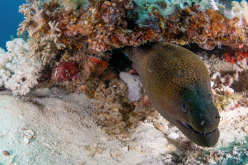 Moray eel 
