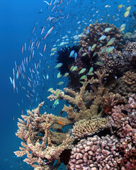 Schools of Chromis and Fusiliers at the Great Barrier Reef