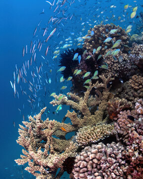 Schools of Chromis and Fusiliers at the Great Barrier Reef