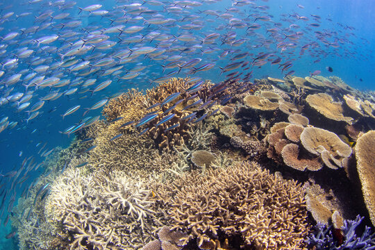 Large school of tropical fish at the healthy section of the Great Barrier Reef with the variety of hard corals