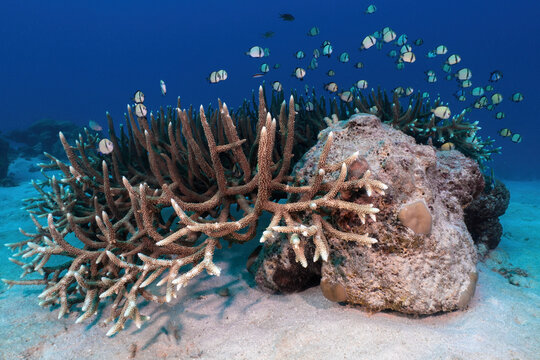 a group of juvenile damselfish at a staghorn coral