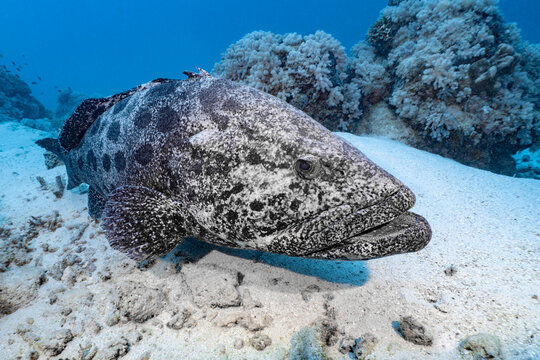 Giant Potato cod