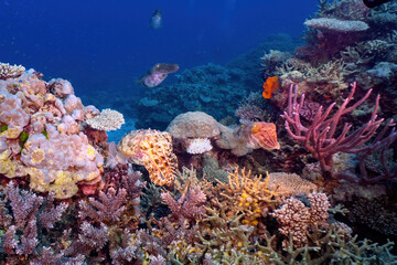 A group of cuttlefish at the Great Barrier Reef