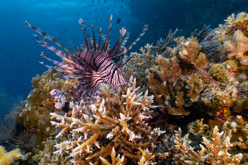 Naklejka na ściany i meble Lionfish at the Great Barrier Reef