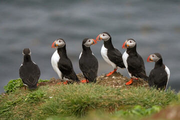 Ganze Gruppe von Papageitaucher an der Küste im Norden Islands