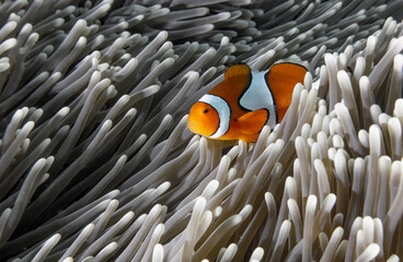 Clown Anemonefish (Nemo) - obrazy, fototapety, plakaty