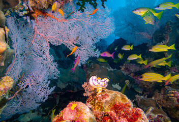Fototapeta na wymiar Reef scene with fan corals and colourful tropical fish (Great Barrier Reef)