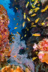 Reef scene with fan corals and colourful tropical fish (Great Barrier Reef)