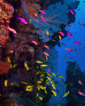 Reef scene with fan corals and colourful tropical fish (Great Barrier Reef)