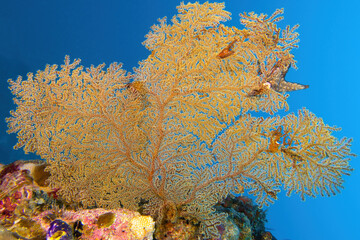 Yellow Sea Fan at the Great Barrier Reef