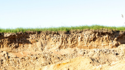 Swallow nests in a steep cliff