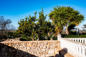 Oranges on a tree behind a dry stone wall in Puglia 2