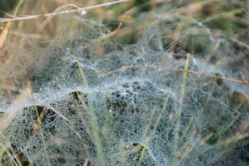 Cobwebs in the morning sun in the wild nature in dew drops on the background of green grass. Horizontal photo format.