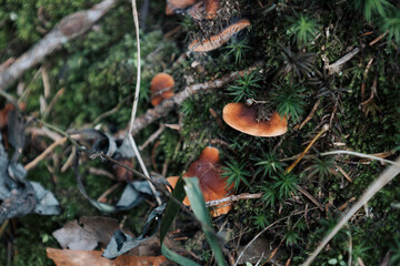 In nature, wild mushrooms grow among green grass and moss in the forest. Several mushrooms with an orange cap. Vertical image format.
