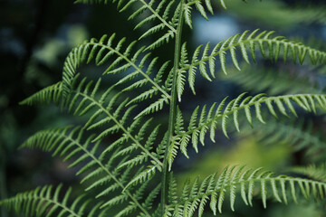 Fototapeta na wymiar Dark green photo of forest fern. Large leaves of green color, in dark colors. Macro photo. Horizontal image format.